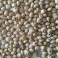 Whitish Sorghum