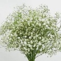 Gypsophila