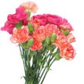 Carnations