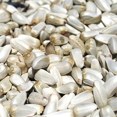 Sunflower seeds