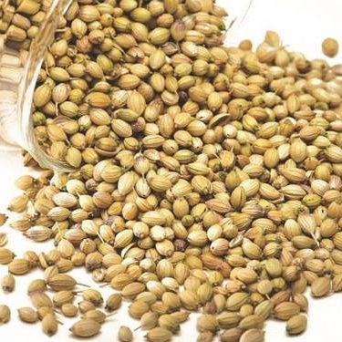  Coriander