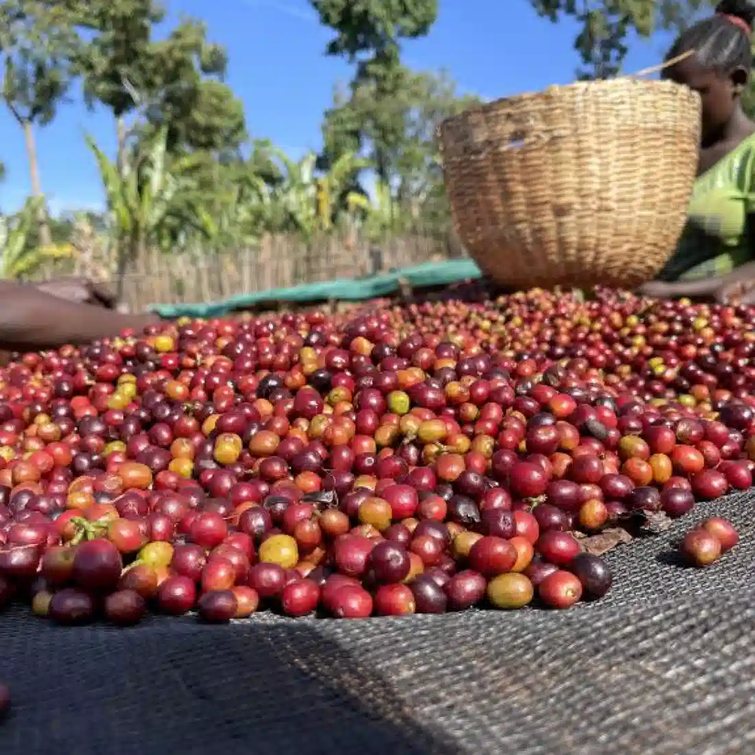 Yirgacheffe Green Coffee Beans 