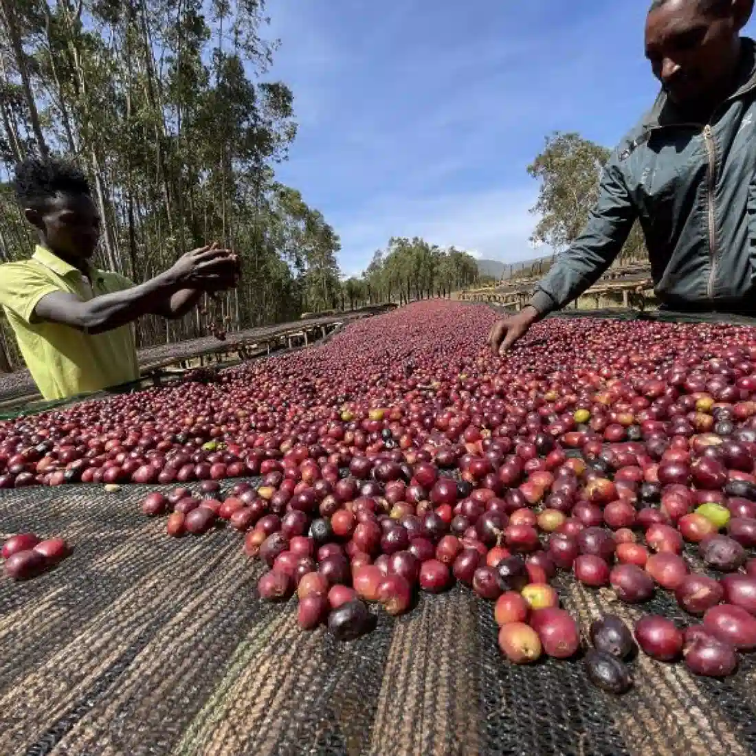 Guji Hambella Green Coffee Beans 