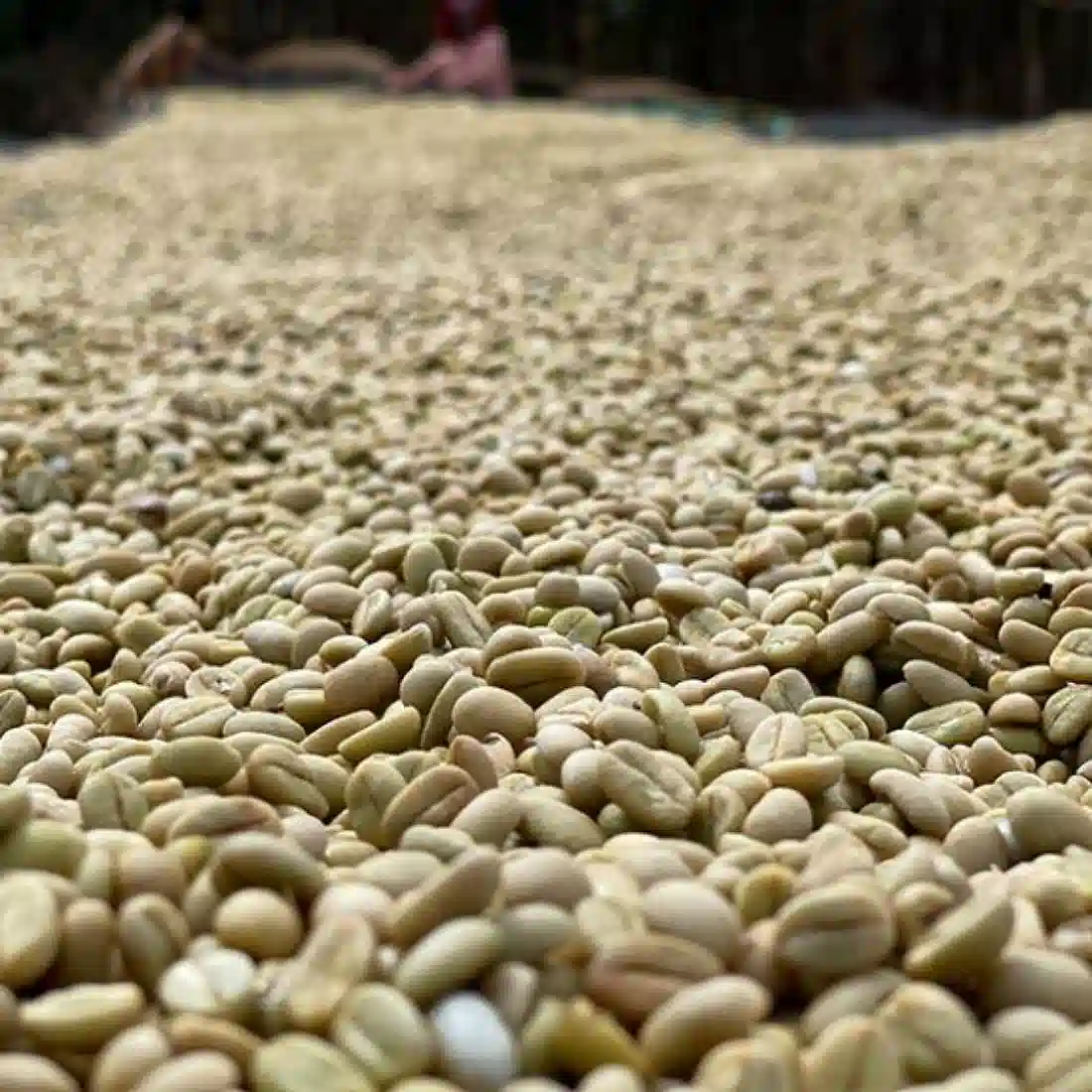 Yirgacheffe - Tore Gelana Green Coffee Beans 