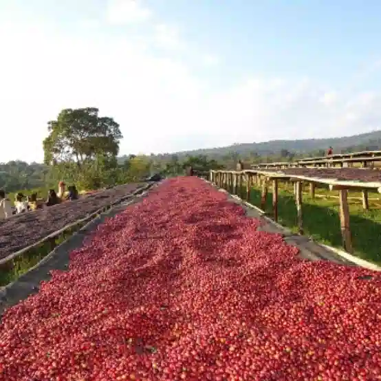 SIDAMA GREEN COFFEE BEENS